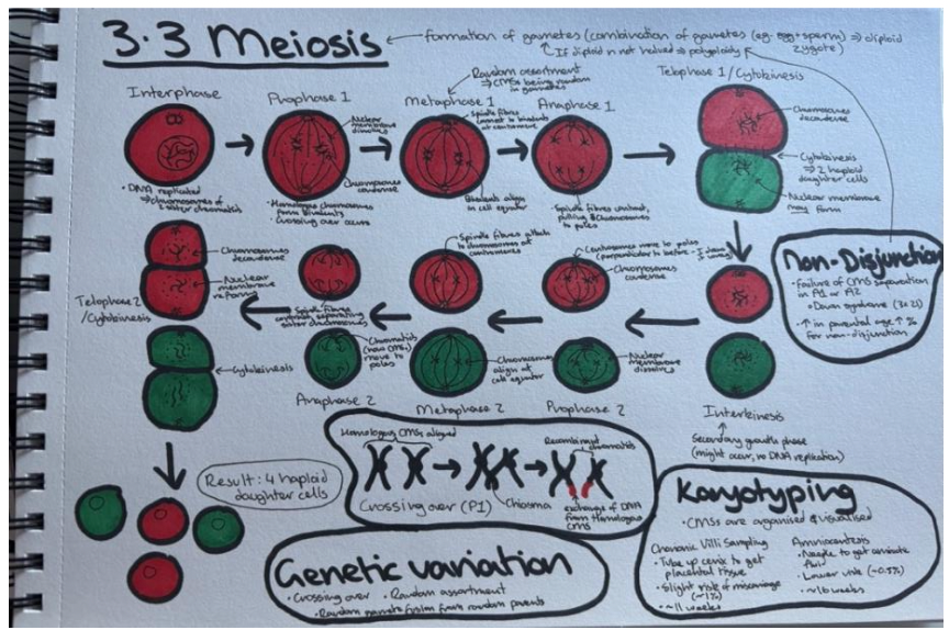 How to Master the art of IB Biology drawings