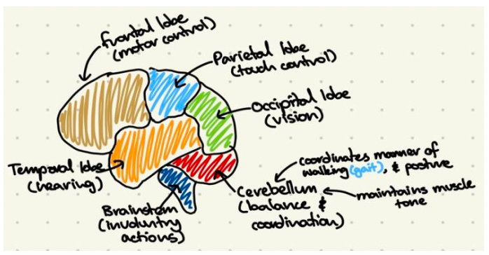 How to Master the art of IB Biology drawings