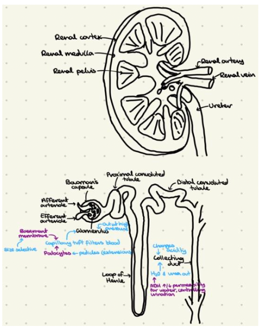 How to Master the art of IB Biology drawings