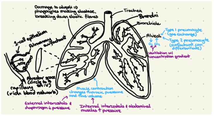 How to Master the art of IB Biology drawings