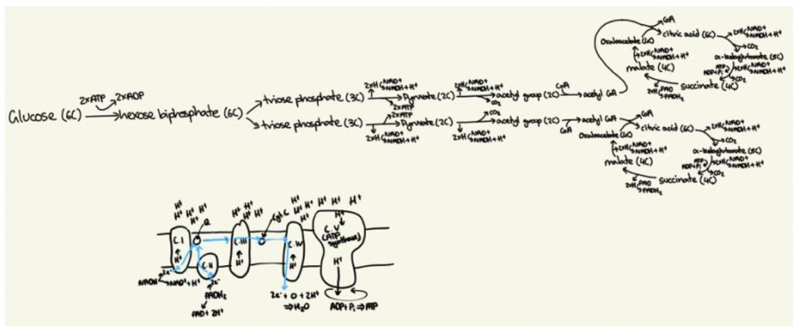 How to Master the art of IB Biology drawings