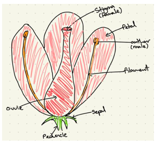 How to Master the art of IB Biology drawings