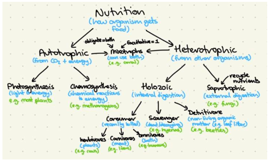 How to Master the art of IB Biology drawings