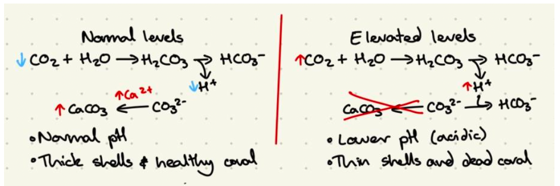 How to Master the art of IB Biology drawings