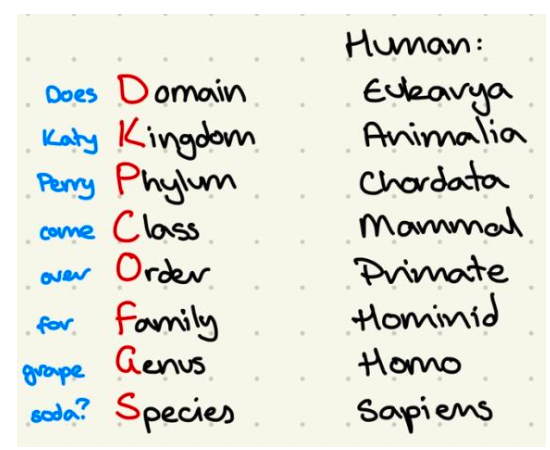 How to Master the art of IB Biology drawings