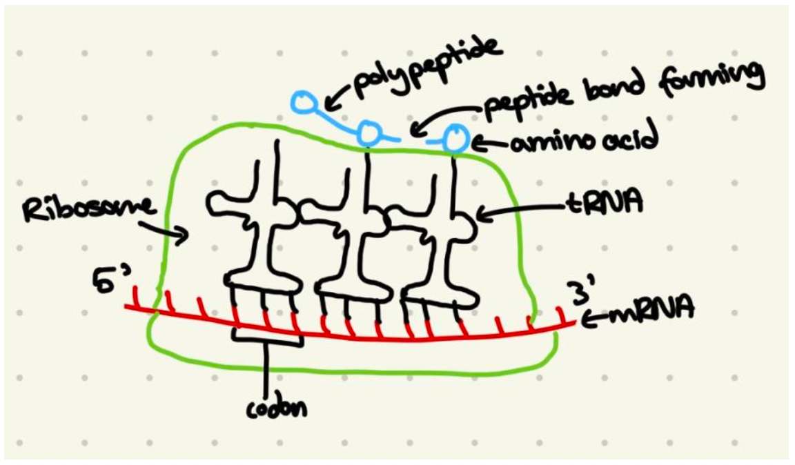 How to Master the art of IB Biology drawings