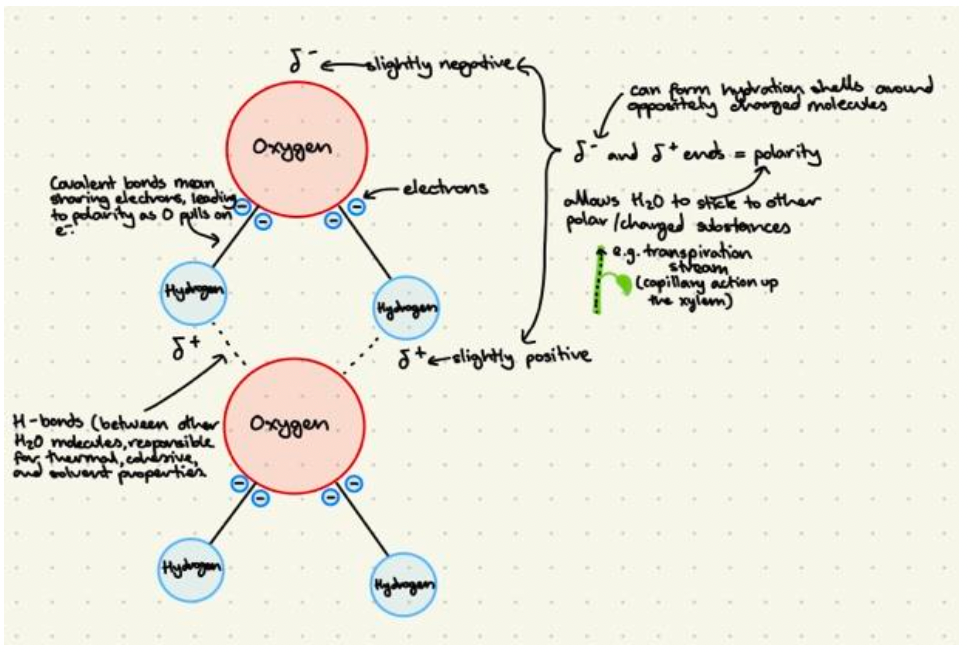 How to Master the art of IB Biology drawings