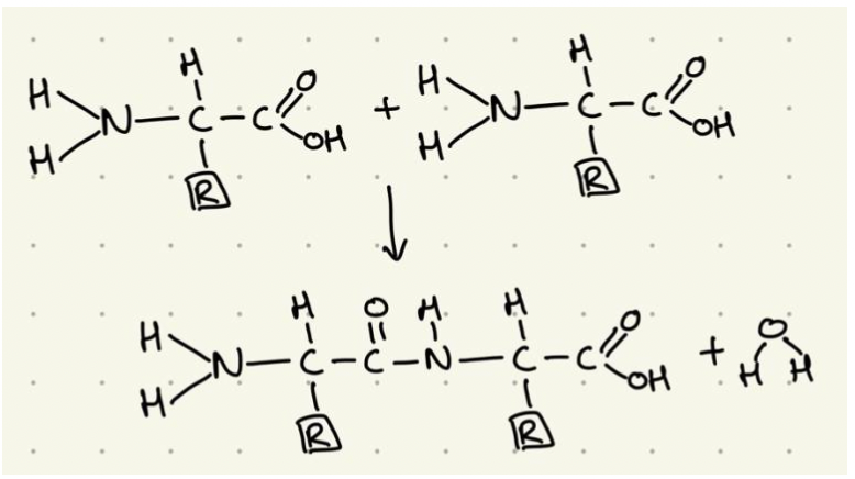 How to Master the art of IB Biology drawings