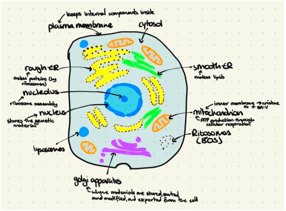 How to Master the art of IB Biology drawings