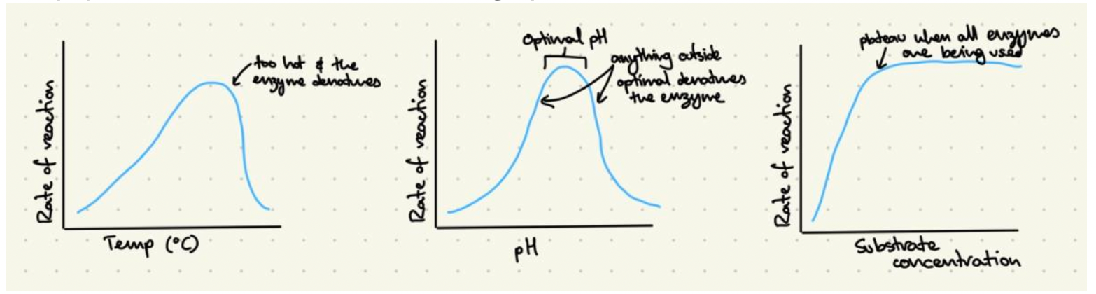 How to Master the art of IB Biology drawings