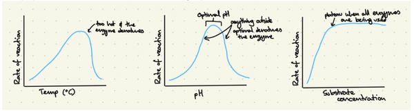 Graphs For Biochemistry IB Biology: The Ultimate guide to Perfecting Biology Drawings (updated ...